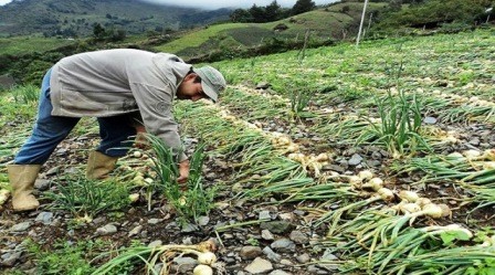 Diario Frontera, Frontera Digital,  TABAY, SANTOS MARQUINA, Páramo, ,Agroferia Móvil de Tabay impulsa la producción local de hortalizas