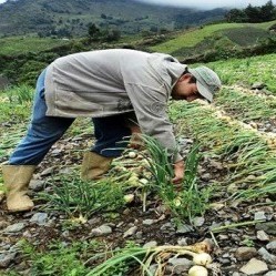 Diario Frontera, Frontera Digital,  TABAY, SANTOS MARQUINA, Páramo, ,Agroferia Móvil de Tabay impulsa la producción local de hortalizas