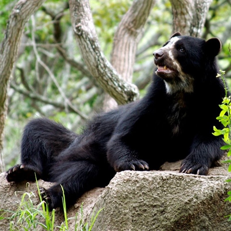 Diario Frontera, Frontera Digital,  OSO FRONTINO, Unión Internacional para la Conservación de la Naturaleza, Nacionales, ,Crean proyecto para proteger al oso andino, 
una especie en peligro en la fauna venezolana