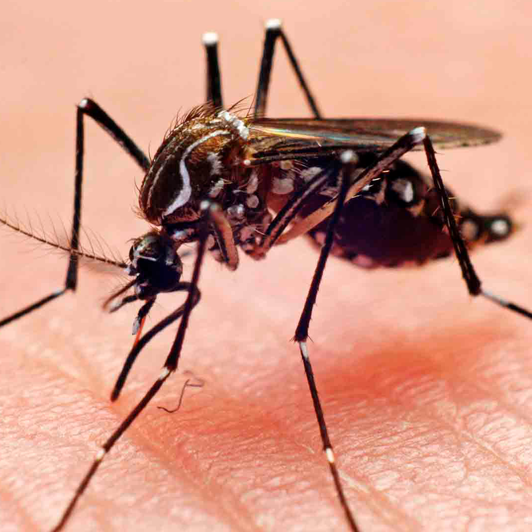 Frontera Digital,  Internacionales,  Río de Janeiro declara epidemia de dengue en medio de fuerte brote en el resto de Brasil