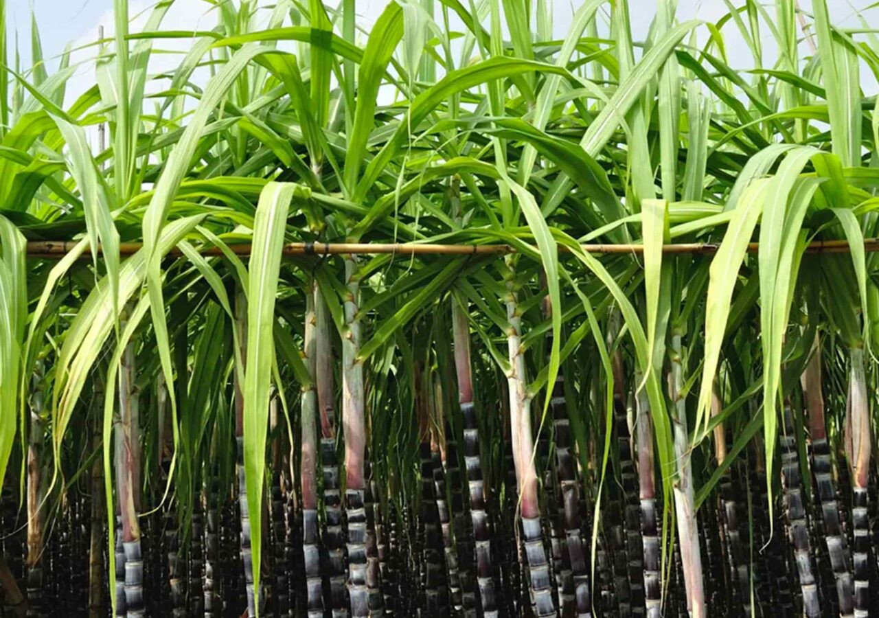 Diario Frontera, Frontera Digital,  Nacionales, ,Producción de caña proyecta crecimiento para la zafra 2025-2026 en Venezuela