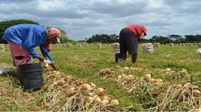 Diario Frontera, Frontera Digital,  Nacionales, ,Fedeagro: producción nacional cubre 63% del consumo, pero el sector requiere financiamiento