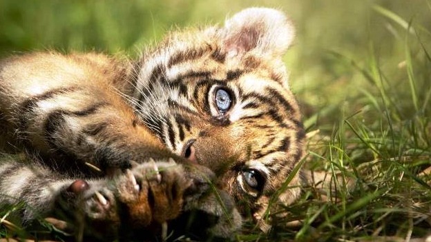 https://www.fronteradigital.com.ve/Nace un raro ejemplar de tigre de Sumatra 
en un zoo de Polonia
