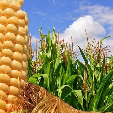 Diario Frontera, Frontera Digital,  SIEMBRA DE MAIZ, Nacionales, ,En 2020 solo fue posible sembrar 10% 
de las hectáreas de maíz en Yaracuy