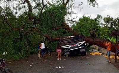 Diario Frontera, Frontera Digital,  CAYÓ ÁRBOL, CAMIÓN, Sucesos, ,Producto de la lluvia árbol cayó y partió a un camión en dos