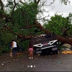 Diario Frontera, Frontera Digital,  CAYÓ ÁRBOL, CAMIÓN, Sucesos, ,Producto de la lluvia árbol cayó y partió a un camión en dos