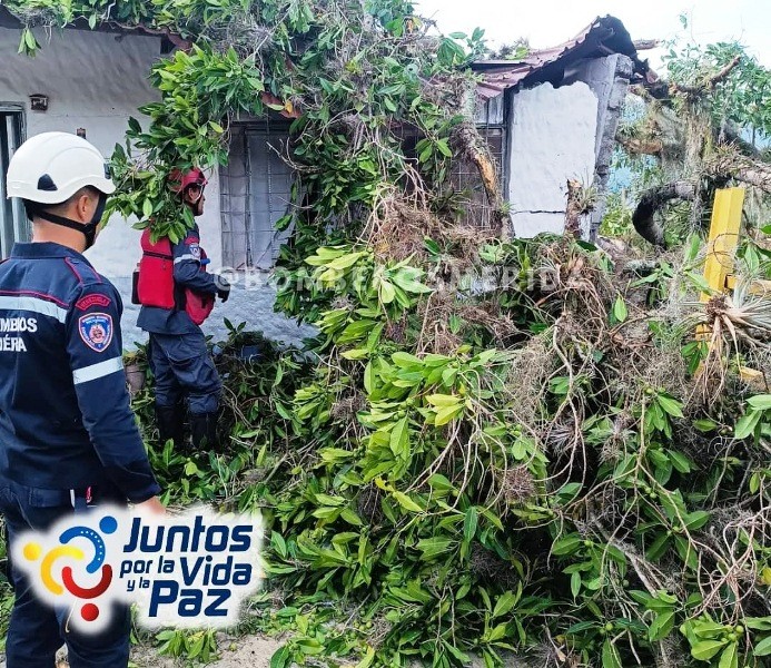 Diario Frontera, Frontera Digital,  Colapso de árbol, MÉRIDA, Sucesos, ,Colapso de árbol de especie Higuerón ocasionó
daño parcial el frente de una vivienda en Mérida