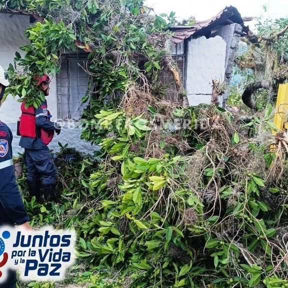 Diario Frontera, Frontera Digital,  Colapso de árbol, MÉRIDA, Sucesos, ,Colapso de árbol de especie Higuerón ocasionó
daño parcial el frente de una vivienda en Mérida