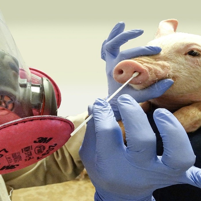 Diario Frontera, Frontera Digital,  UKHSA, Gripe porcina, H1N2, OMS, Reino Unido, Internacionales, ,Confirman el primer caso en el Reino Unido de gripe porcina en un ser humano