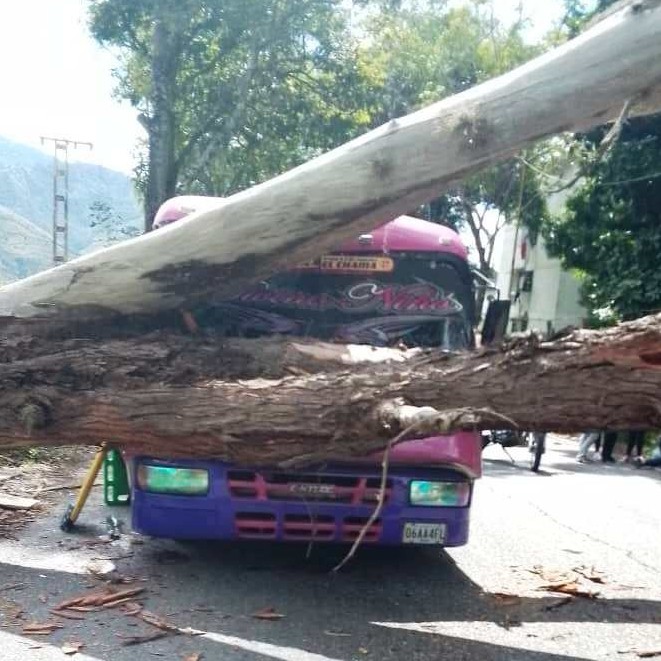 Diario Frontera, Frontera Digital,  Bomberos Mérida, Sucesos, ,Bomberos Mérida atendió a afectados por árbol caído en Santa Juana