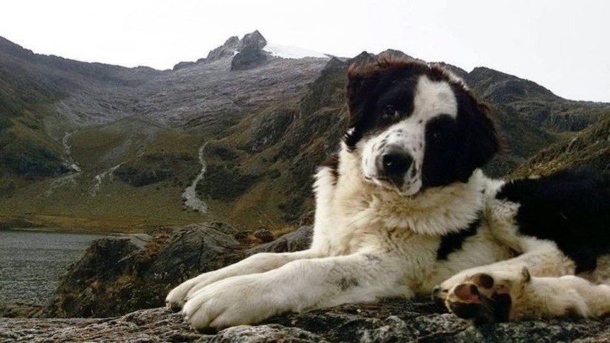 Diario Frontera, Frontera Digital,  Perro Mucuchíes, Federación Canina de Venezuela, Regionales, Páramo, ,Certifican a perritos Mucuchíes como única raza pura de Venezuela