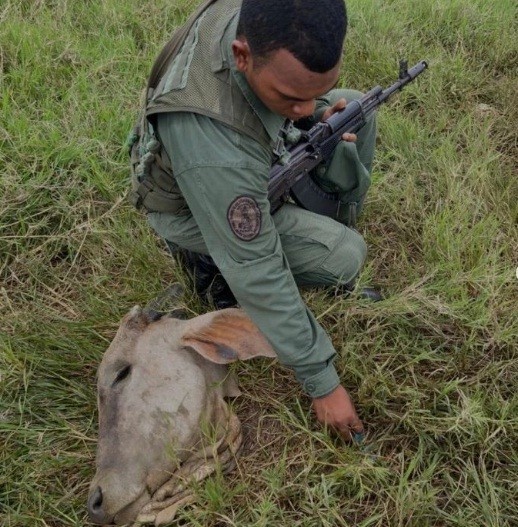Diario Frontera, Frontera Digital,  Agasur, abigeato, Sucesos, ,Agasur preocupado por incremento 
de abigeato en Bobures del estado Zulia