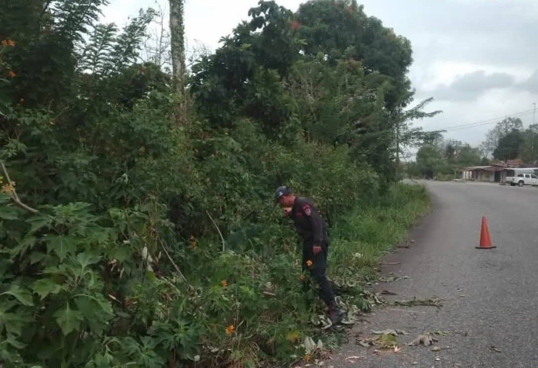 Diario Frontera, Frontera Digital,  BOMBEROS JULIO CÉSAR SALAS, El Vigía Panamericana, ,Bomberos talaron árbol que representaba 
peligro en Arapuey