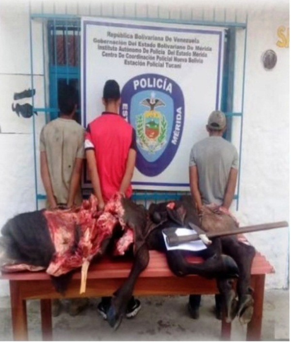 Diario Frontera, Frontera Digital,  presos, abigeato, Sucesos, ,Policía capturó a tres ciudadano por abigeato
al sacrificar a un búfalo en Tucaní