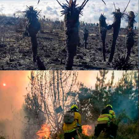Diario Frontera, Frontera Digital,  Internacionales, ,Los incendios forestales han arrasado 7.401 hectáreas en Colombia desde noviembre