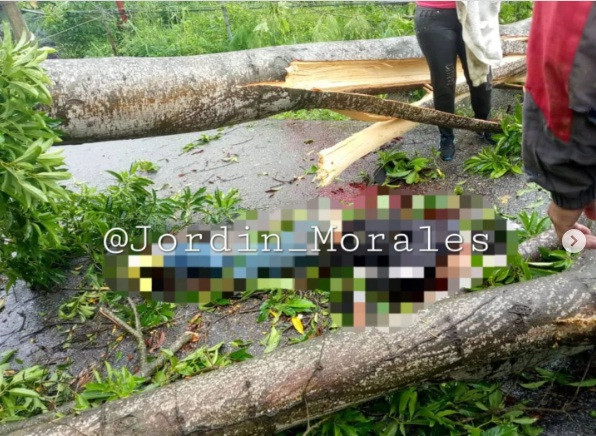 Diario Frontera, Frontera Digital,  Sucesos, ,Ciudadano falleció aplastado
tras caerle un árbol en La Azulita