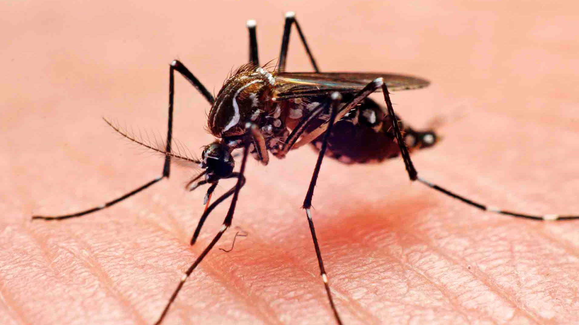 https://www.fronteradigital.com.ve/Río de Janeiro declara epidemia de dengue en medio de fuerte brote en el resto de Brasil