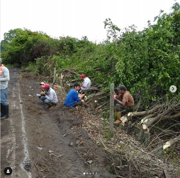 Diario Frontera, Frontera Digital,  El Vigía Panamericana, ,Ejecutan limpieza del limón swinglea en linderos de la carretera panamericana
