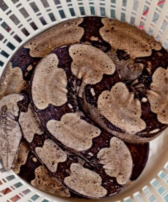 Diario Frontera, Frontera Digital,  El Vigía Panamericana, ,Protección Civil trasladará al zoológico de Chorros de Milla la serpiente hallada en El Vigía