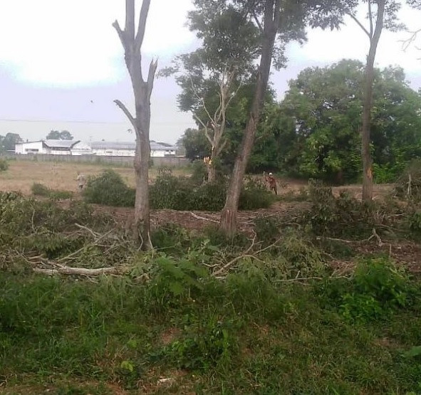 Diario Frontera, Frontera Digital,  El Vigía Panamericana, ,Denuncian tala de árboles tipo Samán en El Vigía
