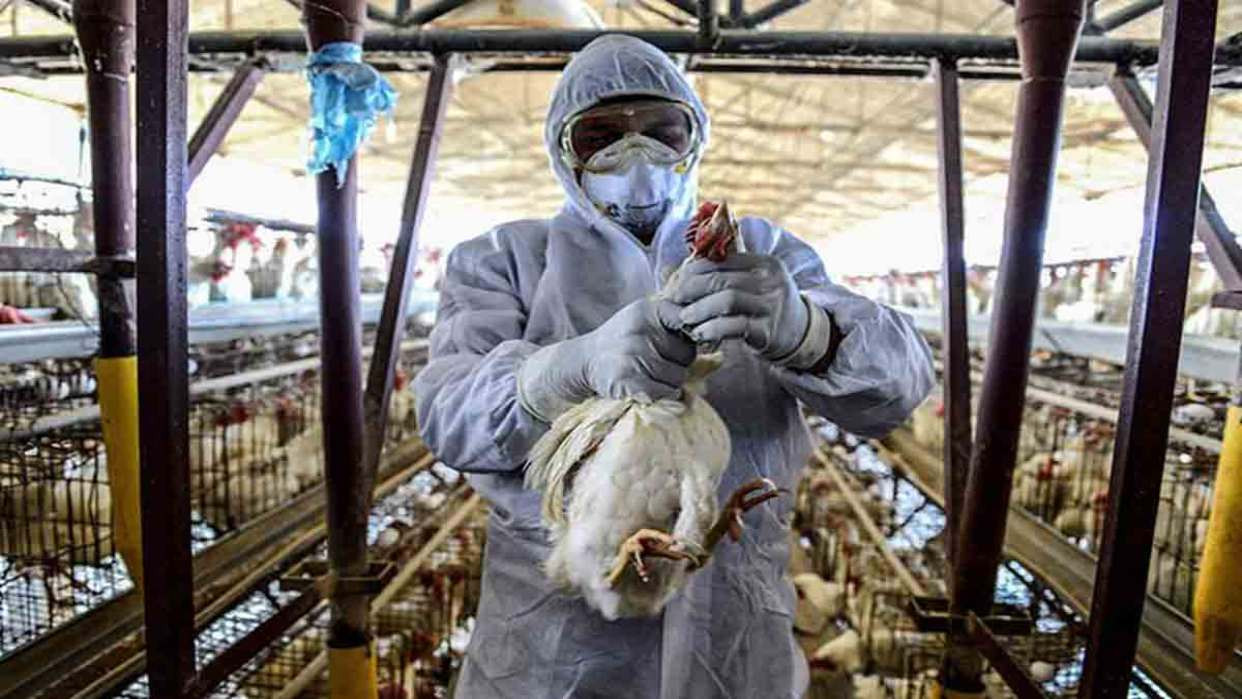 Diario Frontera, Frontera Digital,  Salud, ,OMS reportó la muerte de una persona por gripe aviar A (H5N2) en México