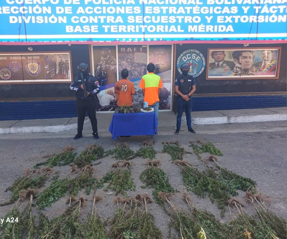Diario Frontera, Frontera Digital,  Sucesos, ,PNB capturó a dos ciudadanos tras incautar
sembradío de droga en Arzobispo Chacón