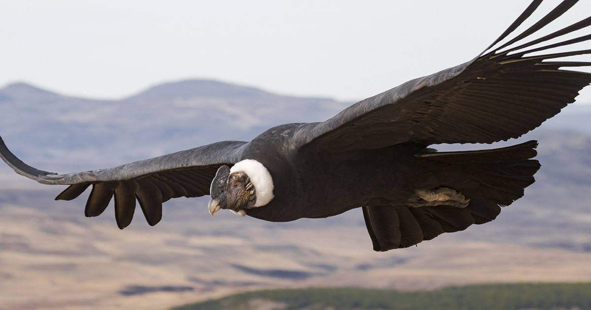 Diario Frontera, Frontera Digital,  Regionales, ,ULA impulsa investigación y conservación del cóndor andino y colibríes en Mérida