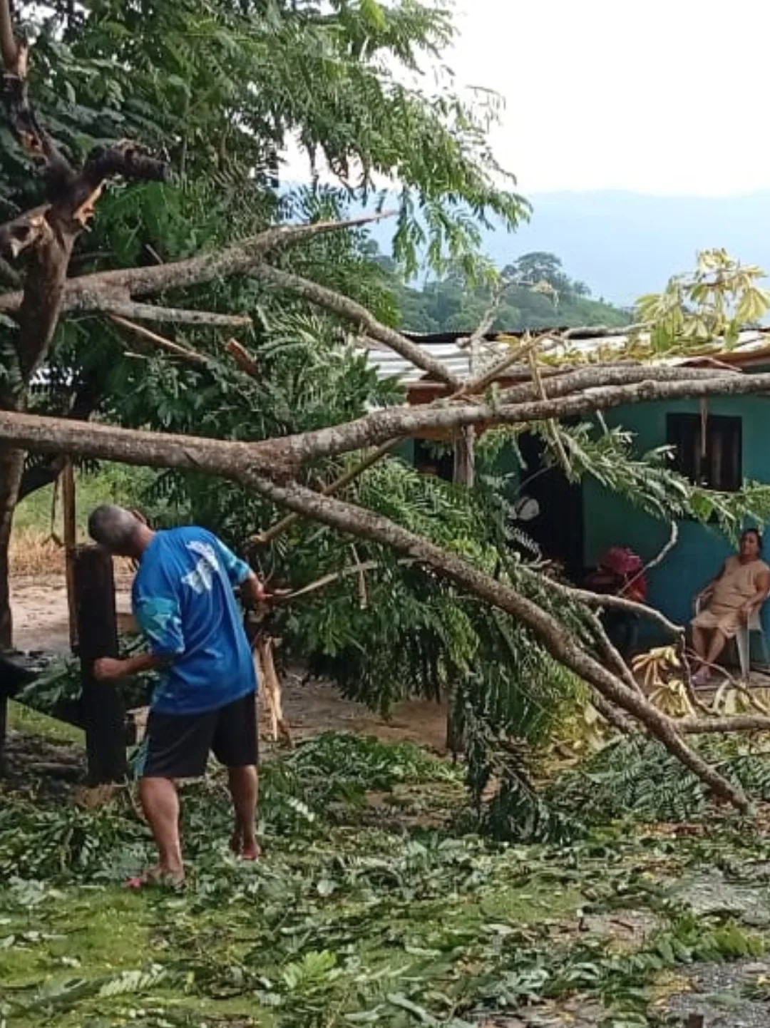 Diario Frontera, Frontera Digital,  El Vigía Panamericana, ,Caída de árbol afectó dos viviendas en el sector Campo Alegre, vía La Palmita