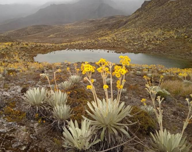 Diario Frontera, Frontera Digital,  Regionales, ,Bautista también abordó la necesidad de implementar acciones de mitigación ecológica, propuso un enfoque integral que incluya la restauración de los humedales y la promoción de prácticas agrícolas sostenibles,Los frailejones pueden desaparecer por la crisis climática