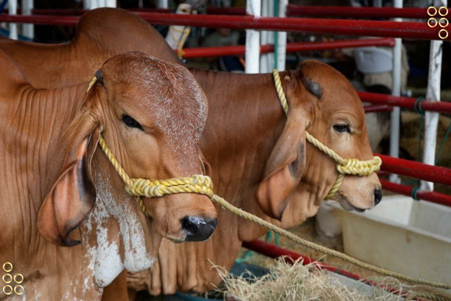 Diario Frontera, Frontera Digital,  Nacionales, ,Fedenaga apunta a que el aumento de la producción solucionaría el repunte en los precios de la carne