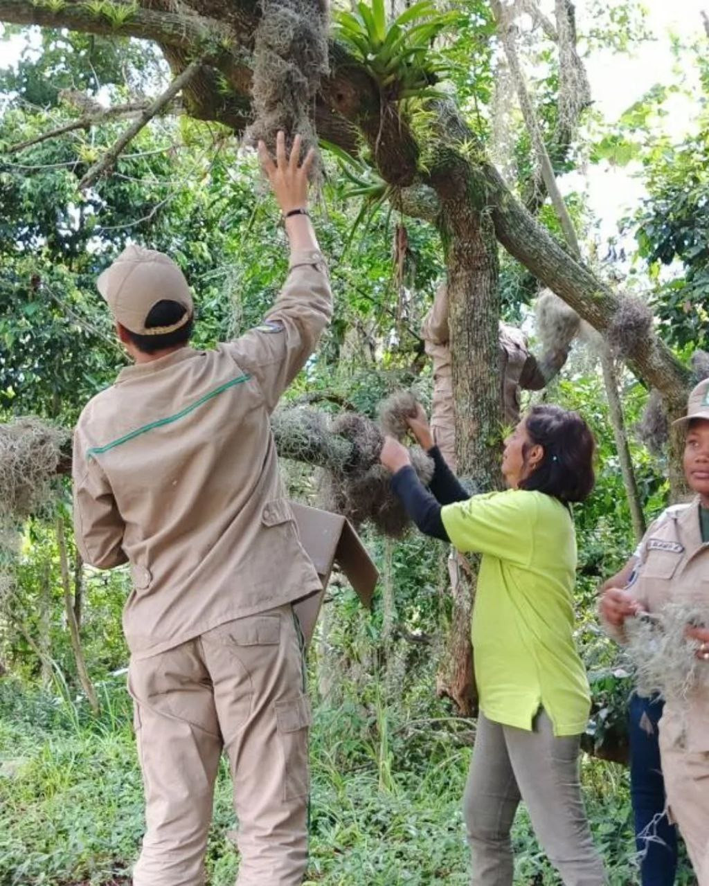 Diario Frontera, Frontera Digital,  Regionales, ,Lote decomisado de barba de palo es reintroducido a la naturaleza en Mérida