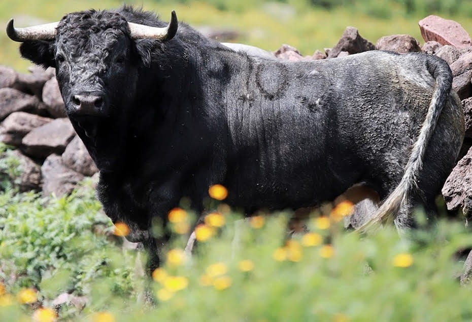 Diario Frontera, Frontera Digital,  Nacionales, ,La escases de toros de lidia en nuestra cabaña brava nacional nos hace cavilar y rezar de que nuestros sacrificados ganaderos hagan el esfuerzo de traernos a nuestras plazas lo mejor presentado de sus cortas camadas. Es lo único que se le exige, ya luego en el ruedo cada uno de estos toros dirá su última palabra… Foto: ADARBO,El gran lio del toro en Venezuela… ¡¡¡No hay toros para los pocos festejos que se tienen!!!