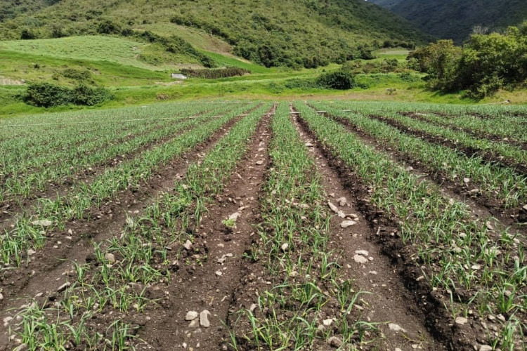 Diario Frontera, Frontera Digital,  Páramo, ,La devaluación del bolívar afecta el trabajo agrícola en Mérida