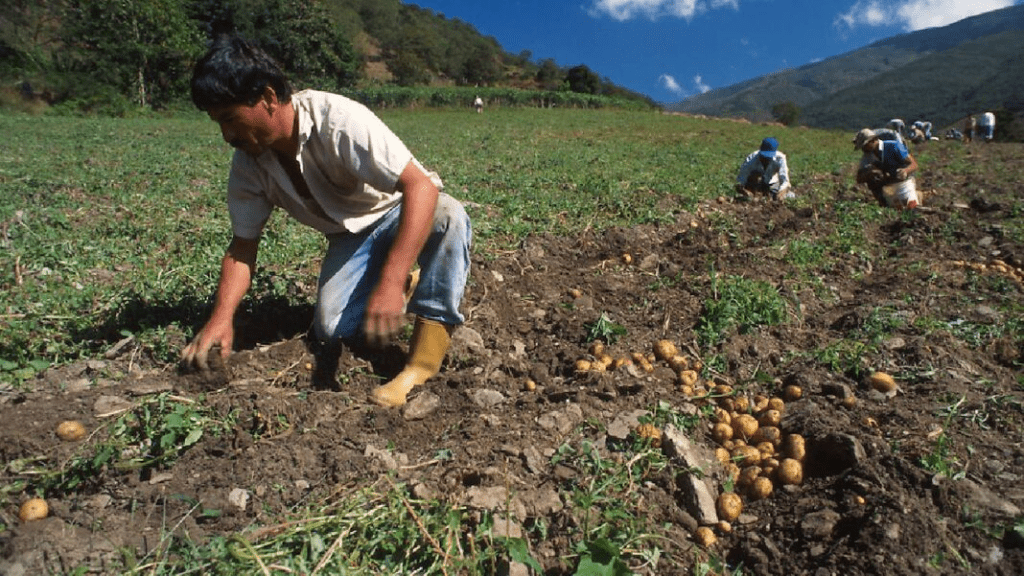 Diario Frontera, Frontera Digital,  Páramo, ,Agricultores en Mérida enfrentan serias dificultades para producir