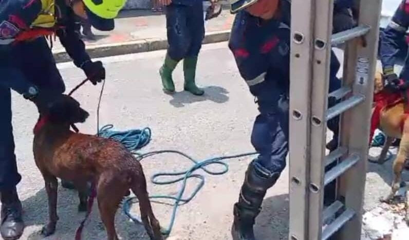 Diario Frontera, Frontera Digital,  Sucesos, ,Cuerpo de Bomberos rescató dos caninos tras caer a una fosa de cañería en El Vigía