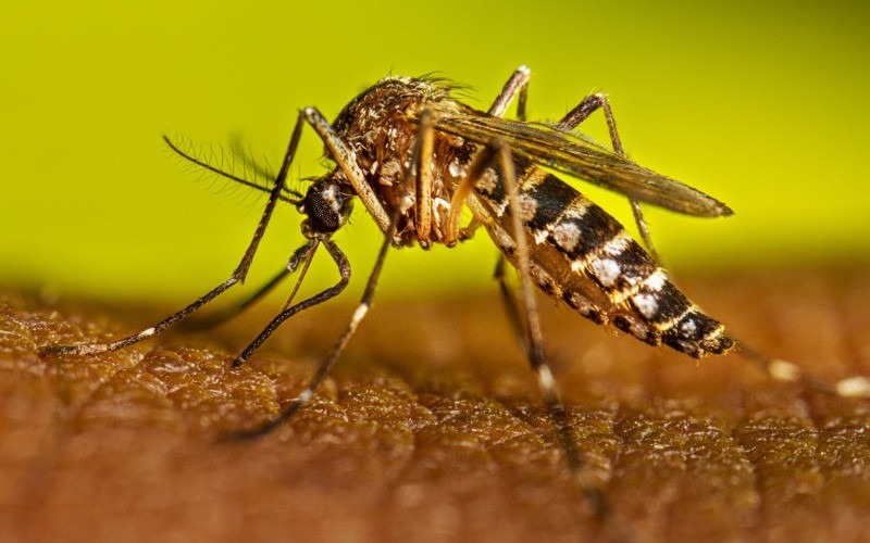Diario Frontera, Frontera Digital,  Salud, ,Venezuela ejecuta un plan nacional de vacunación y fumigación para prevenir el dengue