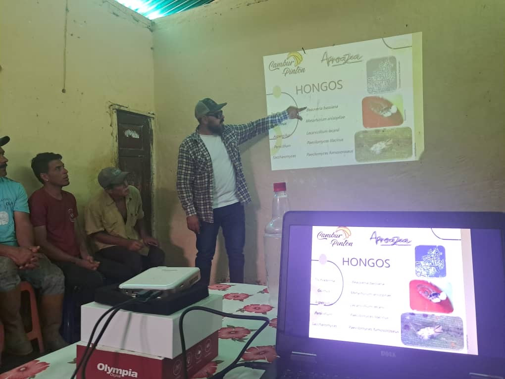 Diario Frontera, Frontera Digital,  Mocoties, ,Productores de Zea aprenden técnicas agroecológicas para un cultivo de cambur sostenible