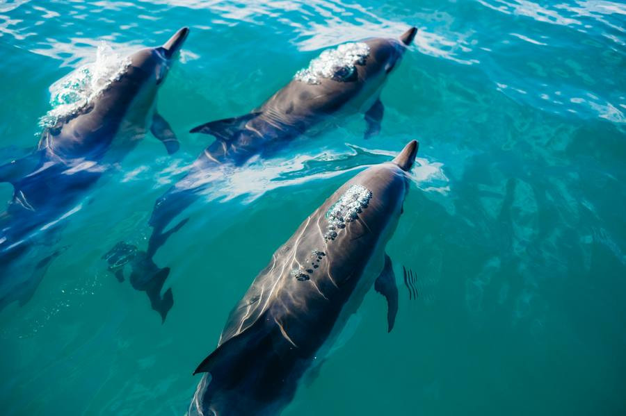 Diario Frontera, Frontera Digital,  Internacionales, ,El 23 de julio se celebra a nivel mundial el Día dedicado a las Ballenas y los Delfines
