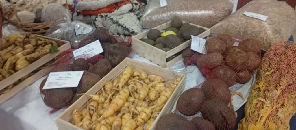 Diario Frontera, Frontera Digital,  Nacionales, ,Alianza científico campesina garantiza producción de semillas de papas