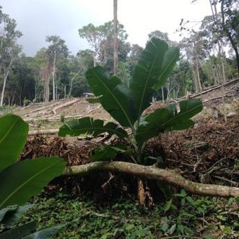 Frontera Digital, Diario Frontera, Denuncian ecocidio en la montaña de Salinas de Mesa Bolívar: 
Riesgo de perder el agua en diez años