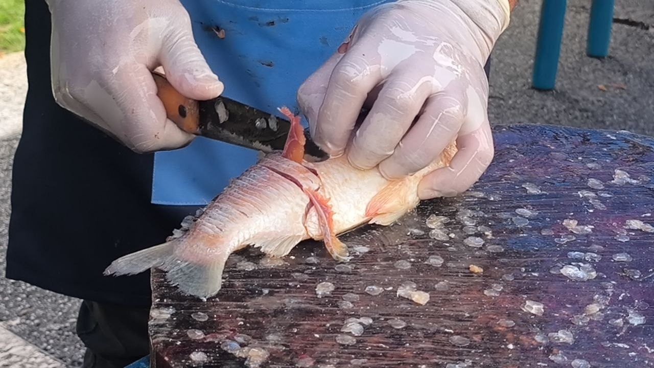 Diario Frontera, Frontera Digital,  Regionales, ,Feria “Venezuela come pescado” alcanza al 65 % de la población merideña