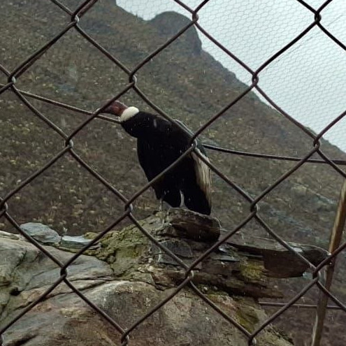 Frontera Digital,  Páramo,  Cóndor andino “Combatiente” regresa a su hábitat natural en Mifafí