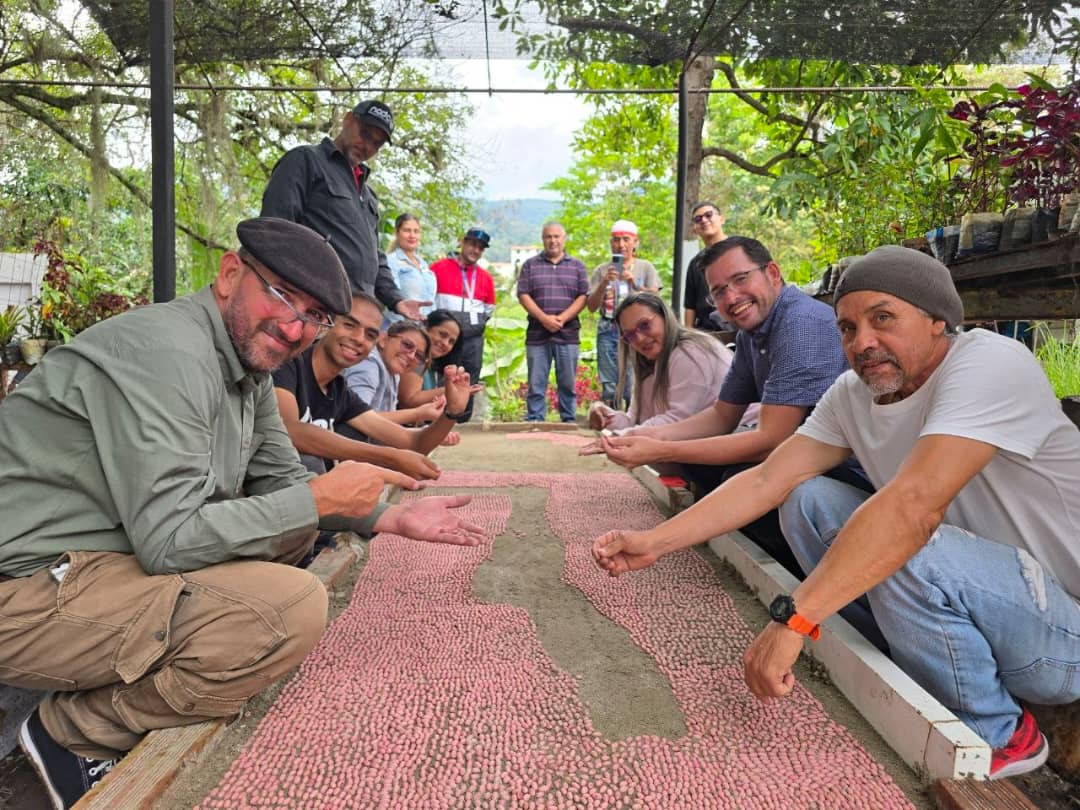Diario Frontera, Frontera Digital,  Regionales, ,Como acción concreta inmediata, tras la culminación de esta fase de germinación en el semillero, las plántulas serán trasplantadas a bolsas bajo supervisión de los ingenieros de Semaca, para posteriormente ser distribuidas de forma directa a las redes de productores de las parroquias,Alcaldía de Mérida: Se proyecta la producción de 30 mil plántulas de café de especialidad