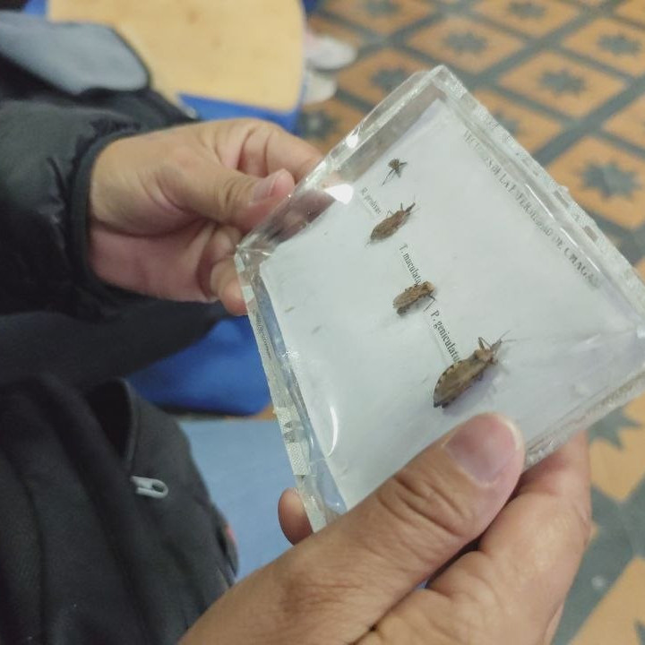 Frontera Digital,  Regionales,  Mérida registra cuatro años con cero pacientes de Chagas