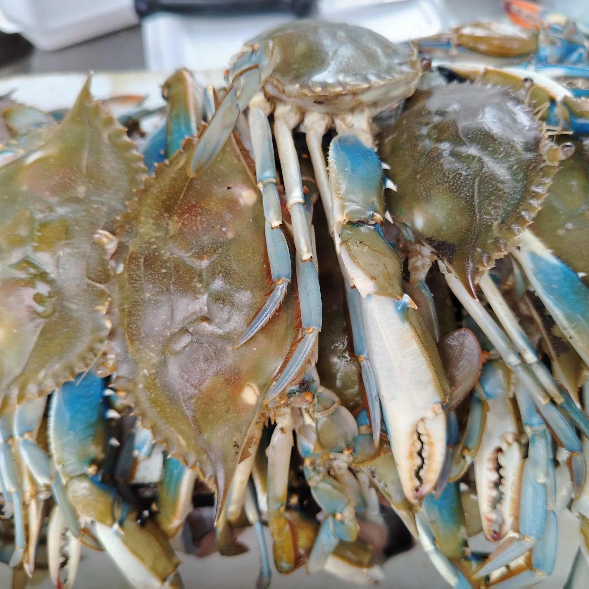 Frontera Digital, Diario Frontera, Palmarito se consolida como eje pesquero en Mérida con el impulso a la "Ruta del Cangrejo Azul"