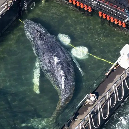 Frontera Digital,  Internacionales,  La ballena "Timmy": rescate espectacular con final incierto