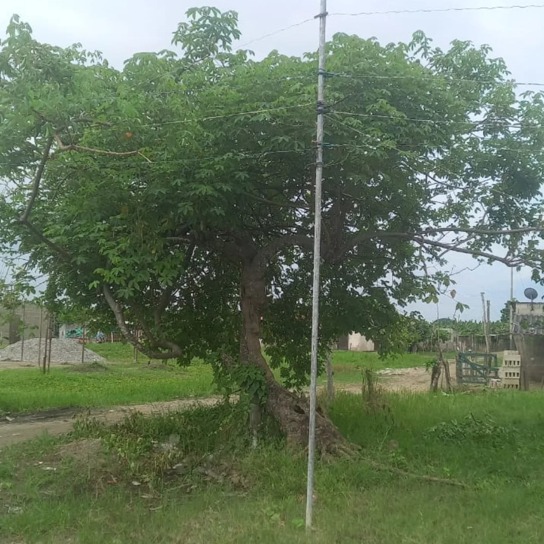 Frontera Digital, Diario Frontera, Niño de 8 años murió por una descarga eléctrica en El Chivo