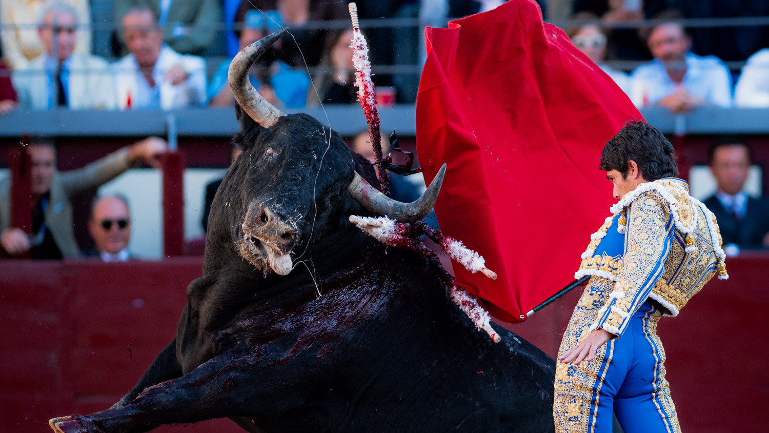 https://www.fronteradigital.com.ve/Otro nuevo récord de asistencia con gran numero de toros 
que se fueron al destazadero con las orejas colgando