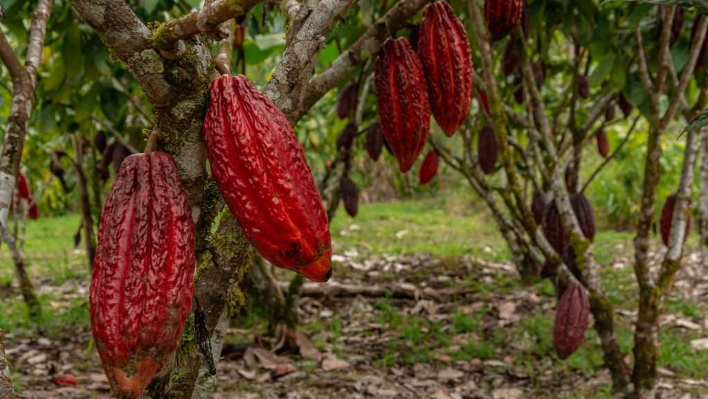 https://www.fronteradigital.com.ve/AN aprobó en segunda discusión 18 artículos del proyecto de ley del Cacao