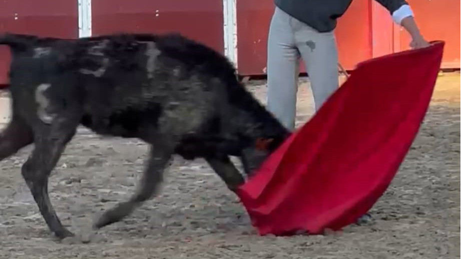 https://www.fronteradigital.com.ve/Novillero sin picadores tovareño Luis Mendoza se reporta desde Madrid